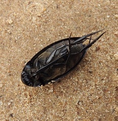 Hydrophilus aculeatus