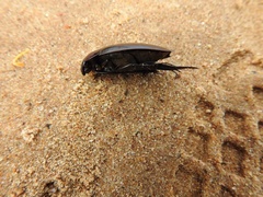 Hydrophilus aculeatus