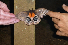 Automeris postalbida