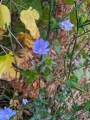 Cichorium intybus