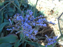 Limonium brevipetiolatum
