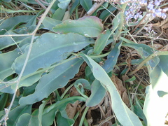 Limonium brevipetiolatum