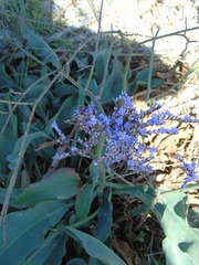 Limonium brevipetiolatum