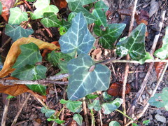 Hedera helix