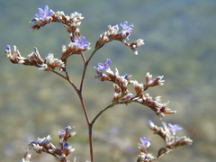 Limonium brevipetiolatum