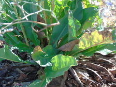 Limonium brevipetiolatum