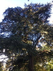 Cedrus