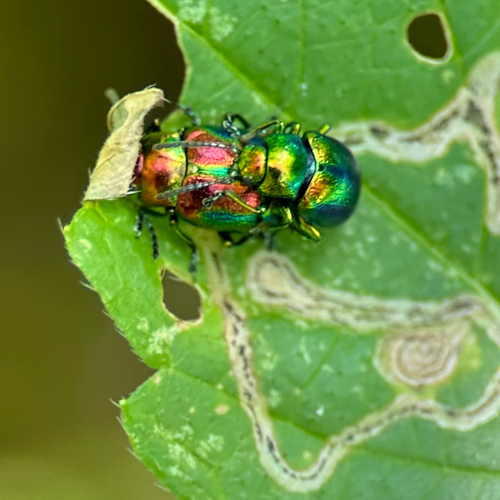 Prächtiger Blattkäfer