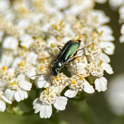Zweifleckiger Zipfelkäfer