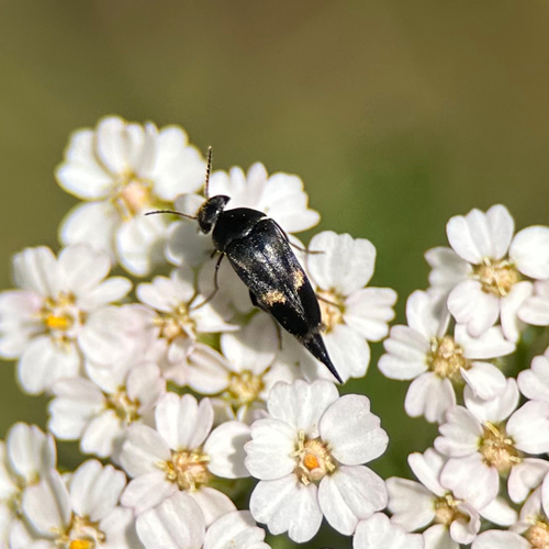 Gebänderter Stachelkäfer