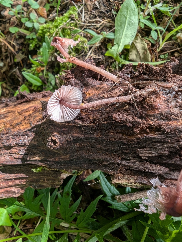Mycena haematopus · July 2025 · photo: © atsushi_nakajima_cirque (iNaturalist, cc-by)