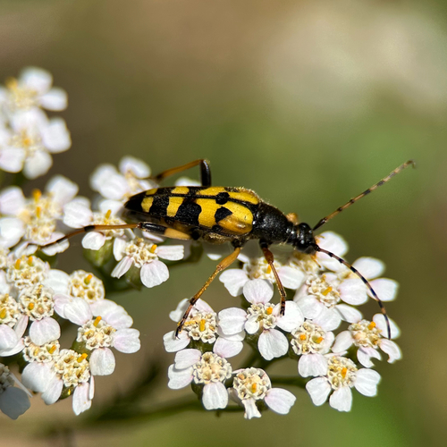 Gefleckter Schmalbock