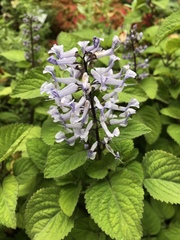Angiospermae