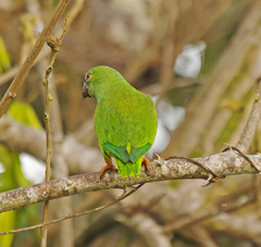 Brotogeris sanctithomae