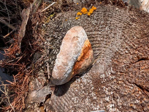 Fomitopsis pinicola