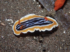Chromodoris magnifica