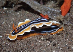 Chromodoris magnifica