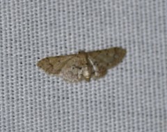 Idaea pervertipennis