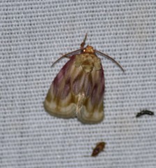 Chamaeclea basiochrea