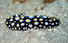 Phyllidia carlsonhoffi