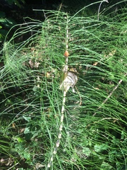 Equisetum telmateia