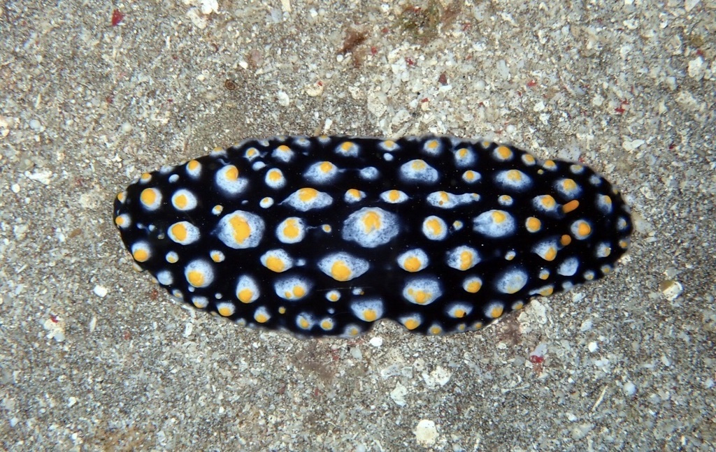 Phyllidia carlsonhoffi