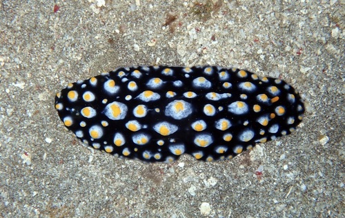 Phyllidia carlsonhoffi Brunckhorst, 1993