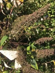 Buddleja davidii