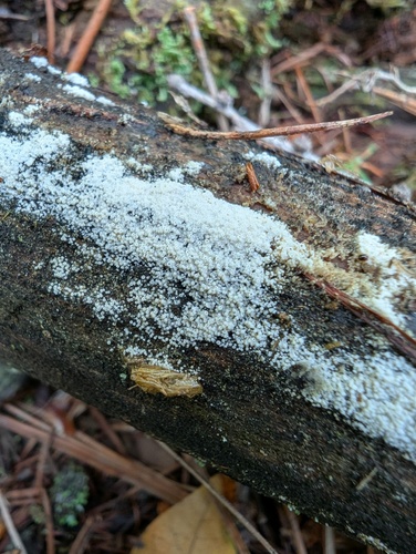 Henningsomyces candidus
