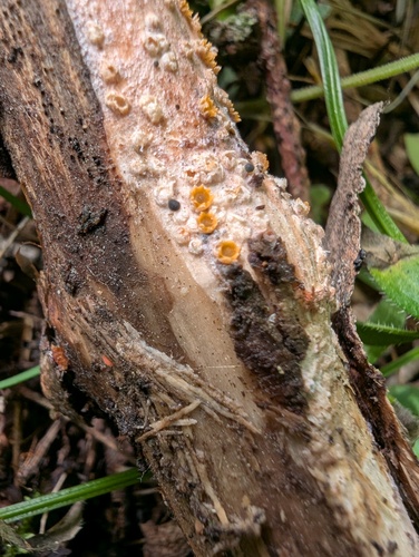 Sphaerobolus stellatus