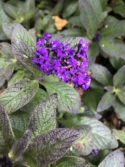 Angiospermae