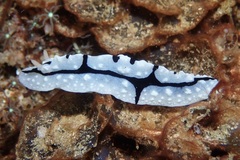 Phyllidiopsis shireenae