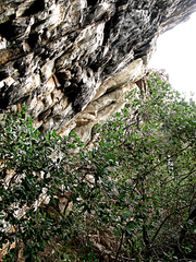 Diospyros dichrophylla