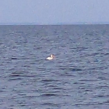 American White Pelican