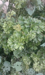 Magnoliopsida