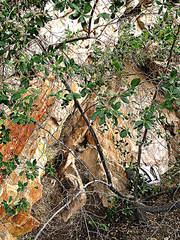 Diospyros dichrophylla