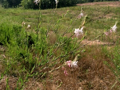 Oenothera demareei