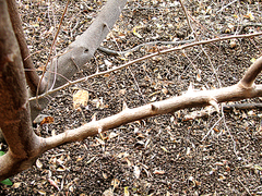 Diospyros dichrophylla