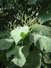 Heliocarpus terebinthinaceus