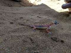 Pachydactylus rangei