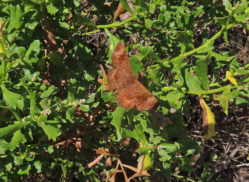 iNaturalist observation photo of Fatal Metalmark