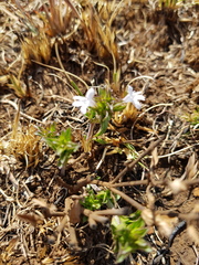 Dyschoriste costata