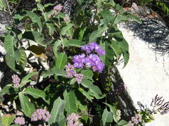 Bothriocline carrissoi