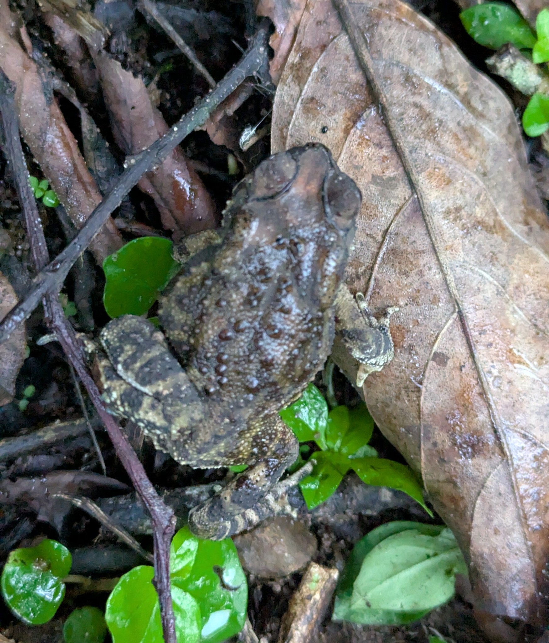 Indian Common True Toad