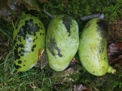 Phyllosticta asiminae