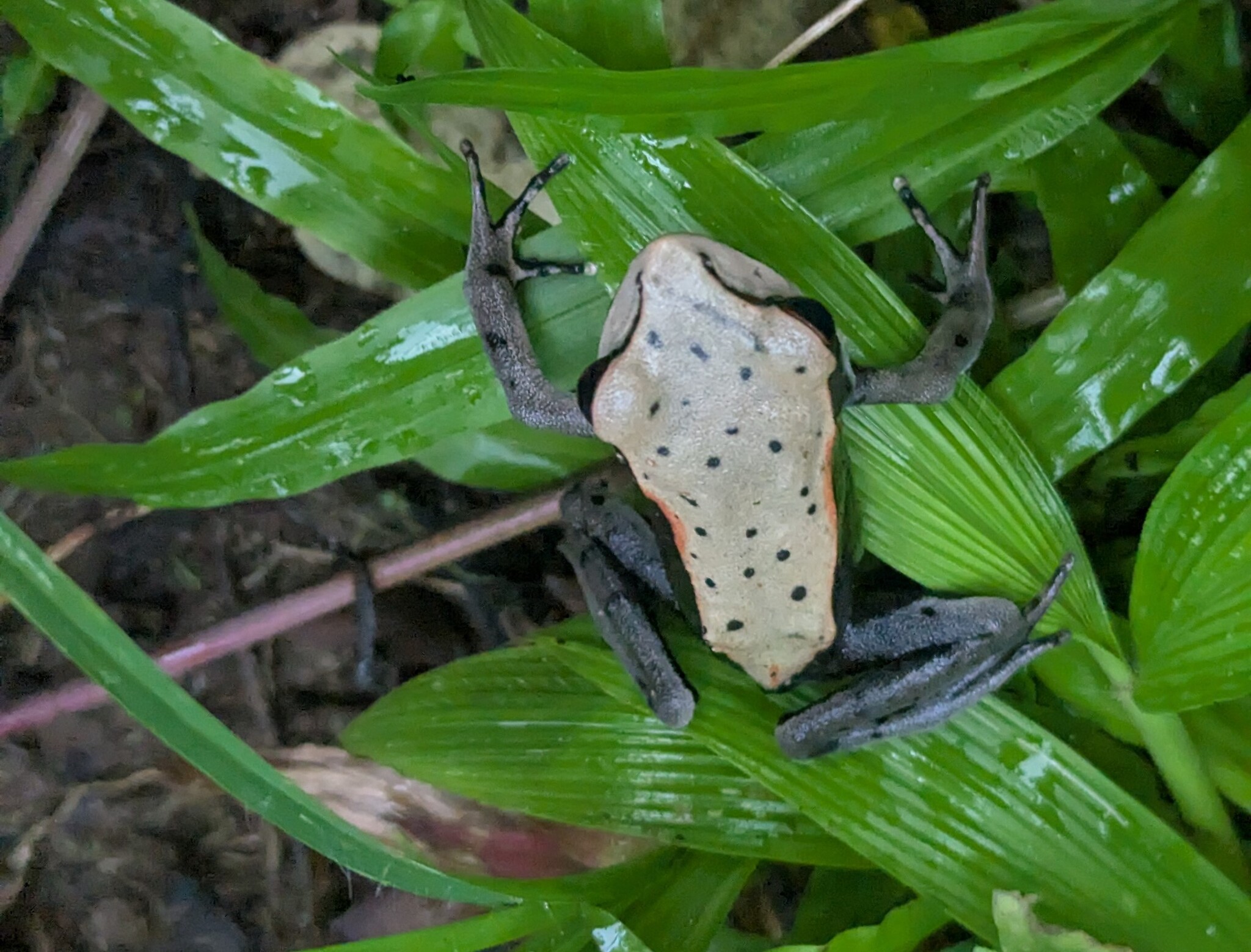 Biocoloured Forest Frog