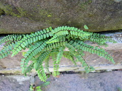 Asplenium trichomanes
