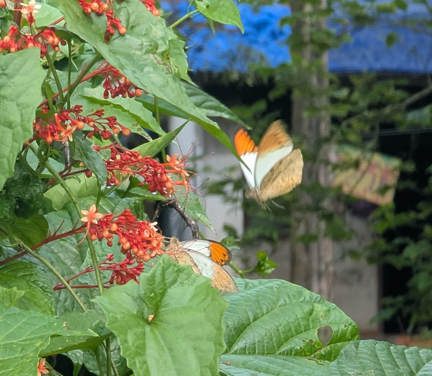 Great Orange-Tip