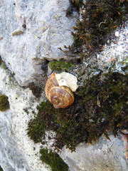 Helix pomatia