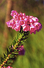 Erica cubica
